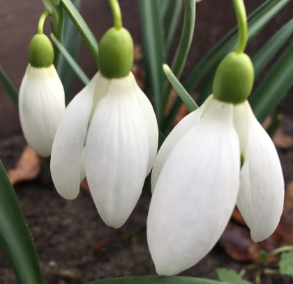 Galanthus 'Bertram Anderson'